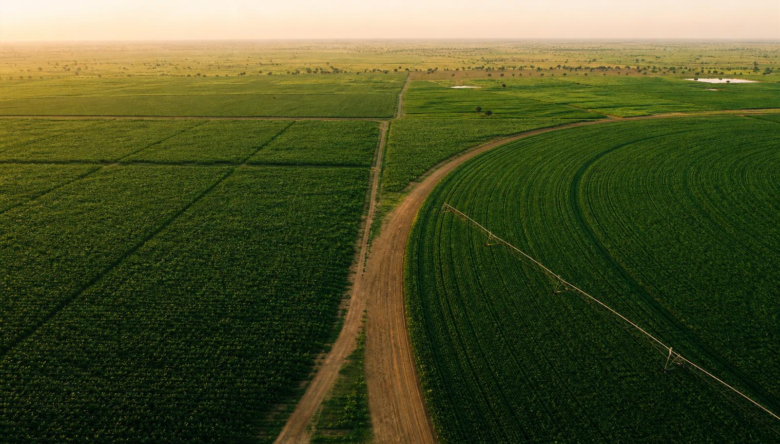 Vue aérienne élégante de champs verdoyants et cultures géométriques en Afrique de l'Ouest